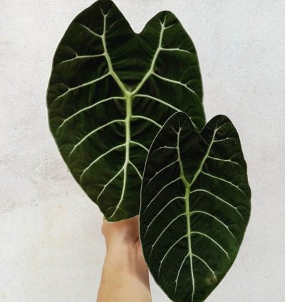 Tubers Alocasia Watsoniana Doff seeds
