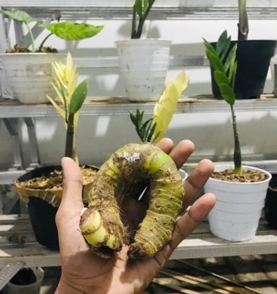 Tubers Alocasia Watsoniana Doff seeds