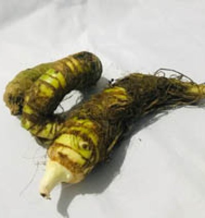 Tubers Alocasia Watsoniana Doff seeds