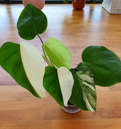 Variegated Monstera Halfmoon Sectoral plant