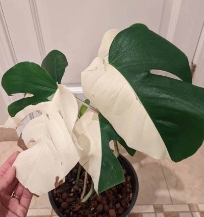 Variegated Monstera Halfmoon Sectoral plant