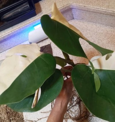 Variegated Monstera Halfmoon Sectoral plant