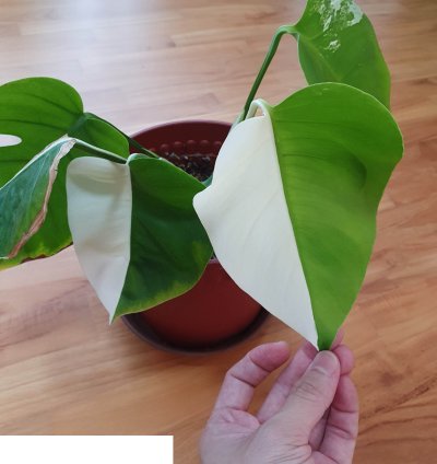 Variegated Monstera Halfmoon Sectoral plant