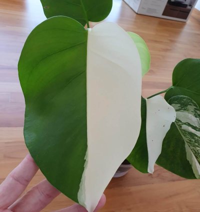 Variegated Monstera Halfmoon Sectoral plant
