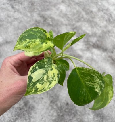 Philodendron Variegated Burle Marx - Starter Plant