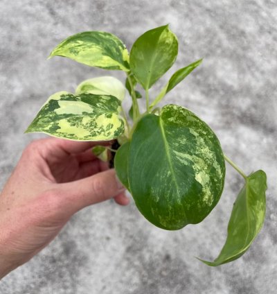 Philodendron Variegated Burle Marx - Starter Plant