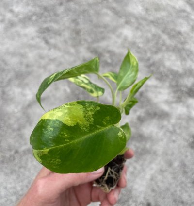 Philodendron Variegated Burle Marx - Starter Plant
