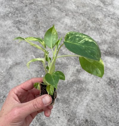 Philodendron Variegated Burle Marx - Starter Plant