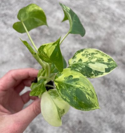 Philodendron Variegated Burle Marx - Starter Plant