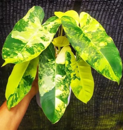 Philodendron Variegated Burle Marx - Starter Plant
