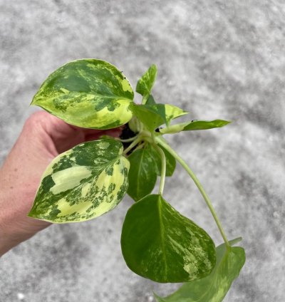 Philodendron Variegated Burle Marx - Starter Plant