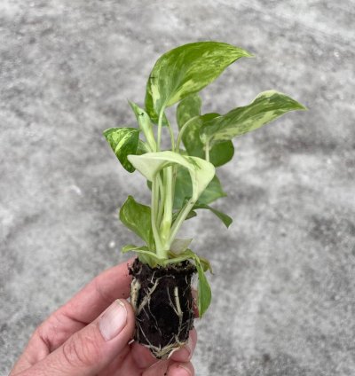 Philodendron Variegated Burle Marx - Starter Plant