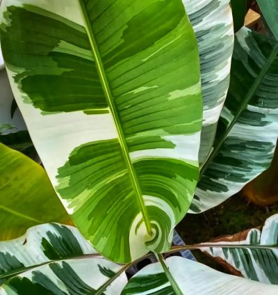 Musa Florida Variegated Banana (Ae Hawai) – Planting Rhizomes