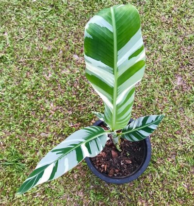 Musa Florida Variegated Banana (Ae Hawai) – Planting Rhizomes