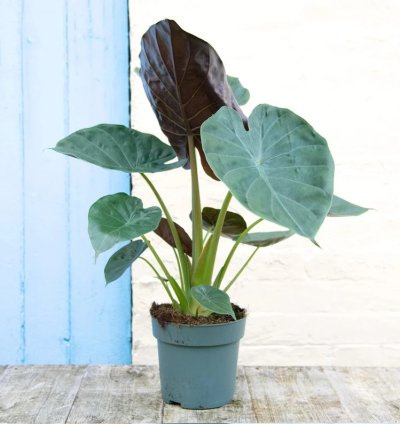 Alocasia wentii – Starter Plant | Exotic Tropical Foliage | Indoor/Outdoor