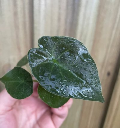 Alocasia wentii – Starter Plant | Exotic Tropical Foliage | Indoor/Outdoor