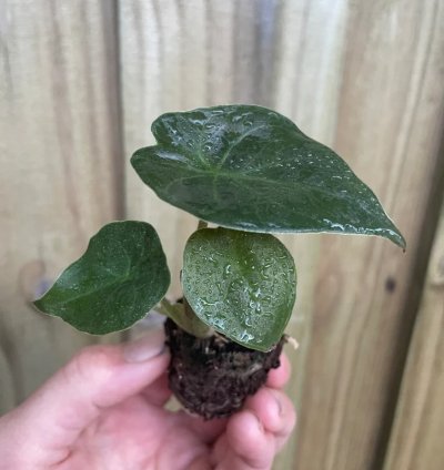 Alocasia wentii – Starter Plant | Exotic Tropical Foliage | Indoor/Outdoor