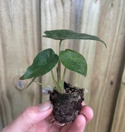 Alocasia wentii – Starter Plant | Exotic Tropical Foliage | Indoor/Outdoor