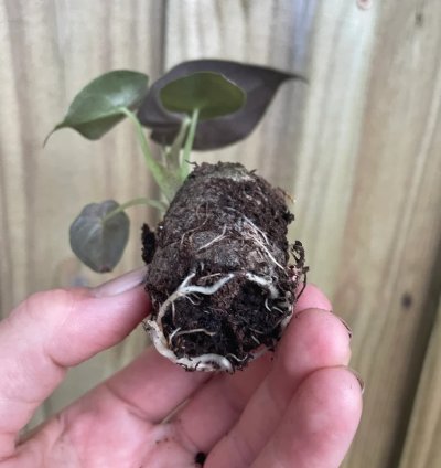 Alocasia wentii – Starter Plant | Exotic Tropical Foliage | Indoor/Outdoor