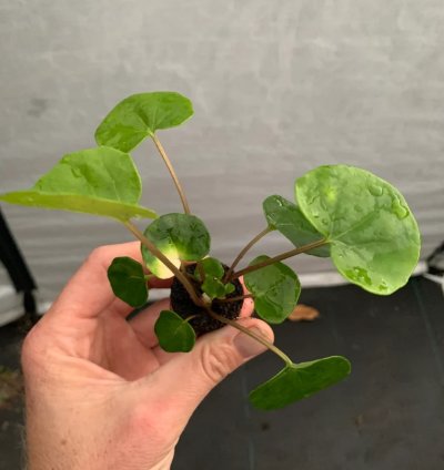 Farfugium ‘Firefly’ – Leopard Plant “Tractor Seat” | Starter Plant | Unique Foliage | Indoor/Outdoor