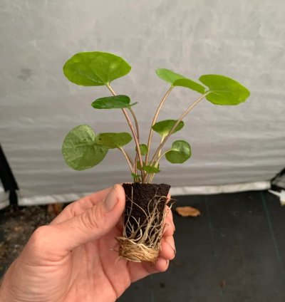 Farfugium ‘Firefly’ – Leopard Plant “Tractor Seat” | Starter Plant | Unique Foliage | Indoor/Outdoor
