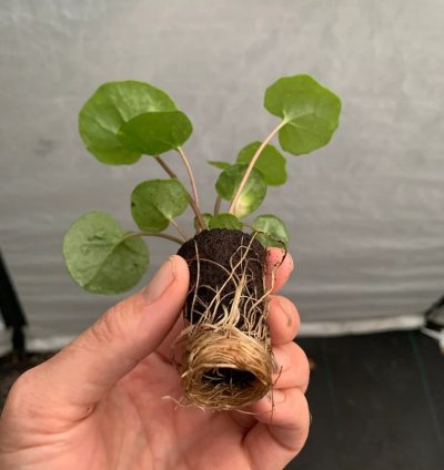 Farfugium ‘Firefly’ – Leopard Plant “Tractor Seat” | Starter Plant | Unique Foliage | Indoor/Outdoor