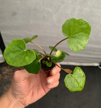 Farfugium ‘Firefly’ – Leopard Plant “Tractor Seat” | Starter Plant | Unique Foliage | Indoor/Outdoor