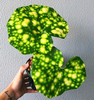 Farfugium ‘Firefly’ – Leopard Plant “Tractor Seat” | Starter Plant | Unique Foliage | Indoor/Outdoor