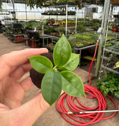 Hoya globulosa 'Pink' – Starter Plant |Tropical Vine | Indoor/Outdoor | Easy-Care