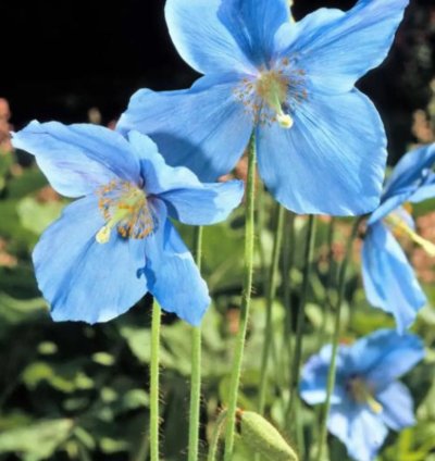 Blue Himalayan Poppy (Meconopsis betonicifolia) Flower Seeds