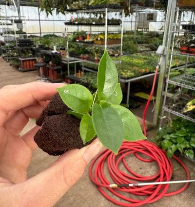 Hoya globulosa 'Pink' – Starter Plant |Tropical Vine | Indoor/Outdoor | Easy-Care