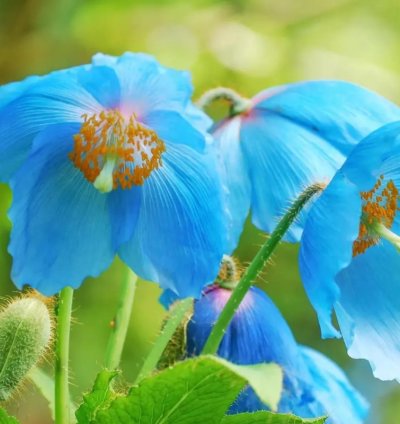Blue Himalayan Poppy (Meconopsis betonicifolia) Flower Seeds