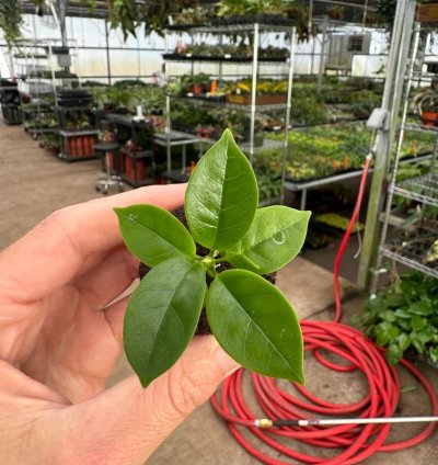 Hoya globulosa 'Pink' – Starter Plant |Tropical Vine | Indoor/Outdoor | Easy-Care