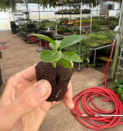 Hoya globulosa 'Pink' – Starter Plant |Tropical Vine | Indoor/Outdoor | Easy-Care