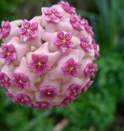 Hoya globulosa 'Pink' – Starter Plant |Tropical Vine | Indoor/Outdoor | Easy-Care