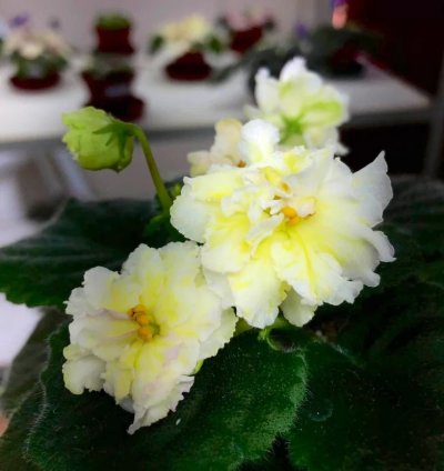 Lemon Whip African Violet – Starter Plant | Saintpaulia | Indoor Flowering Houseplant