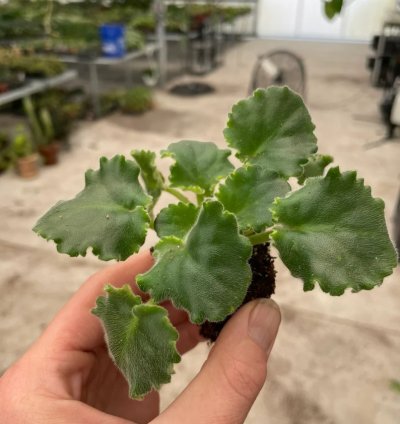 Lemon Whip African Violet – Starter Plant | Saintpaulia | Indoor Flowering Houseplant