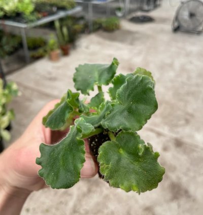 Lemon Whip African Violet – Starter Plant | Saintpaulia | Indoor Flowering Houseplant