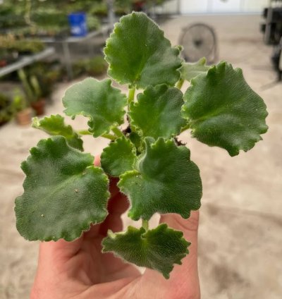 Lemon Whip African Violet – Starter Plant | Saintpaulia | Indoor Flowering Houseplant