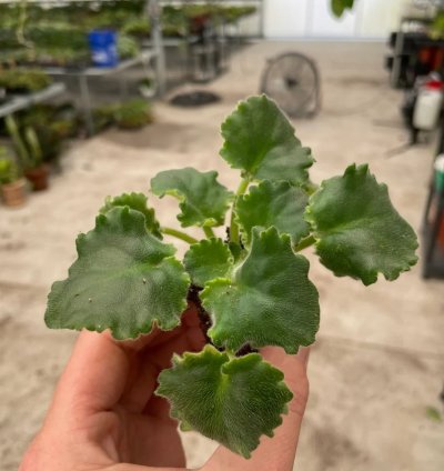 Lemon Whip African Violet – Starter Plant | Saintpaulia | Indoor Flowering Houseplant
