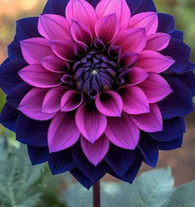 Dahlia 'Tena' Flower Seeds–Mixed with Sunflower,Daisy,Chrysanthemum