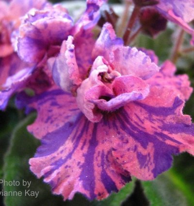 Uncoast Coral Razz African Violet – Starter Plant | Saintpaulia | Indoor Flowering Houseplant