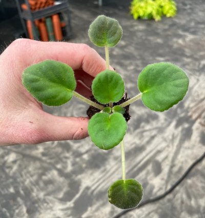 Uncoast Coral Razz African Violet – Starter Plant | Saintpaulia | Indoor Flowering Houseplant