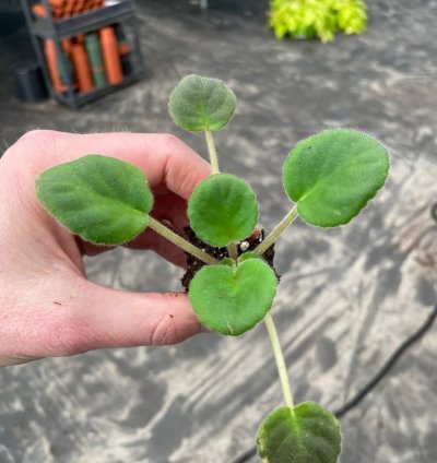 Uncoast Coral Razz African Violet – Starter Plant | Saintpaulia | Indoor Flowering Houseplant