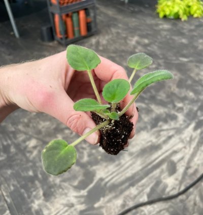 Uncoast Coral Razz African Violet – Starter Plant | Saintpaulia | Indoor Flowering Houseplant