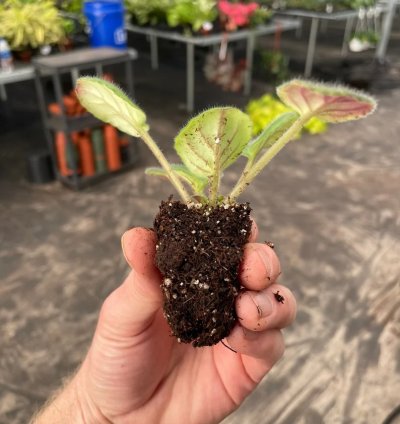Uncoast Coral Razz African Violet – Starter Plant | Saintpaulia | Indoor Flowering Houseplant