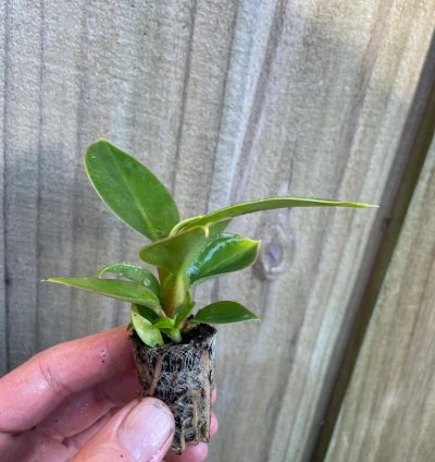 Philodendron Thai Congo – Starter Plant | Rare Tropical Aroid | Indoor/Outdoor | Easy-Care
