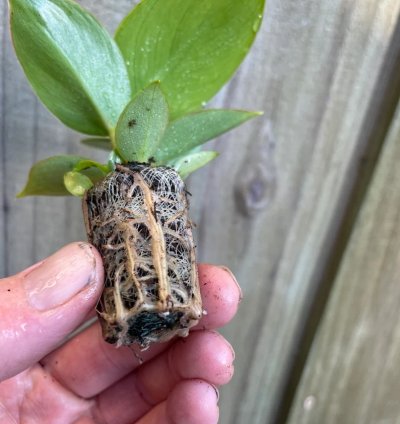 Philodendron Thai Congo – Starter Plant | Rare Tropical Aroid | Indoor/Outdoor | Easy-Care
