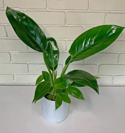Philodendron Thai Congo – Starter Plant | Rare Tropical Aroid | Indoor/Outdoor | Easy-Care