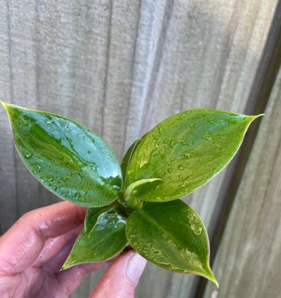 Philodendron Thai Congo – Starter Plant | Rare Tropical Aroid | Indoor/Outdoor | Easy-Care